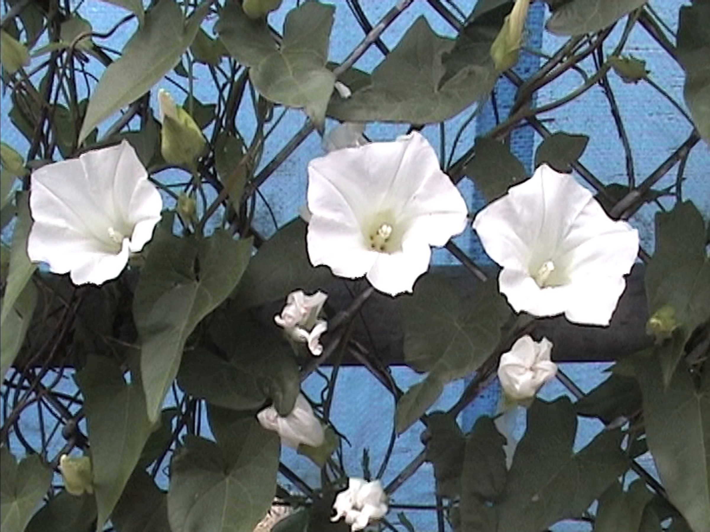 00 Jonas Mekas Requiem