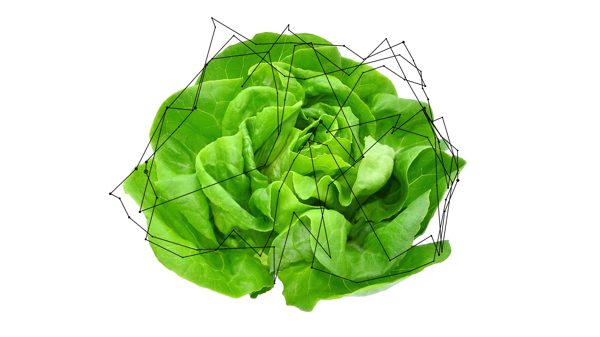 Cosimo Veneziano, Biomega_Insalata eye tracking, Behavior & Brain IULM, 2019