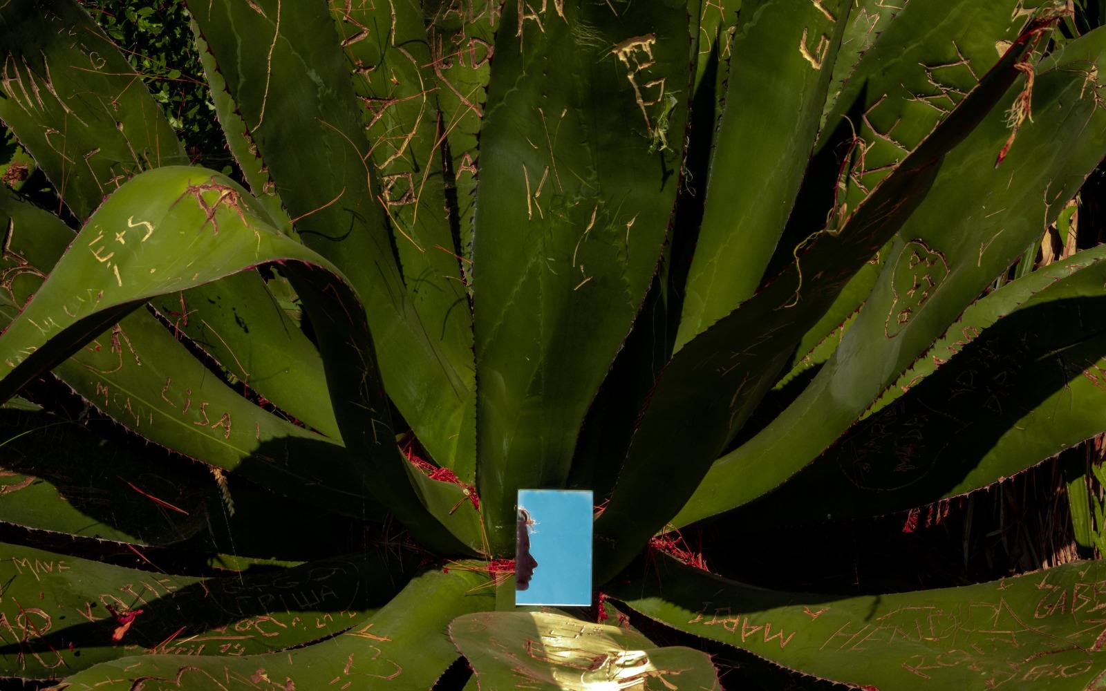 Federica Belli, The Scar, 2020