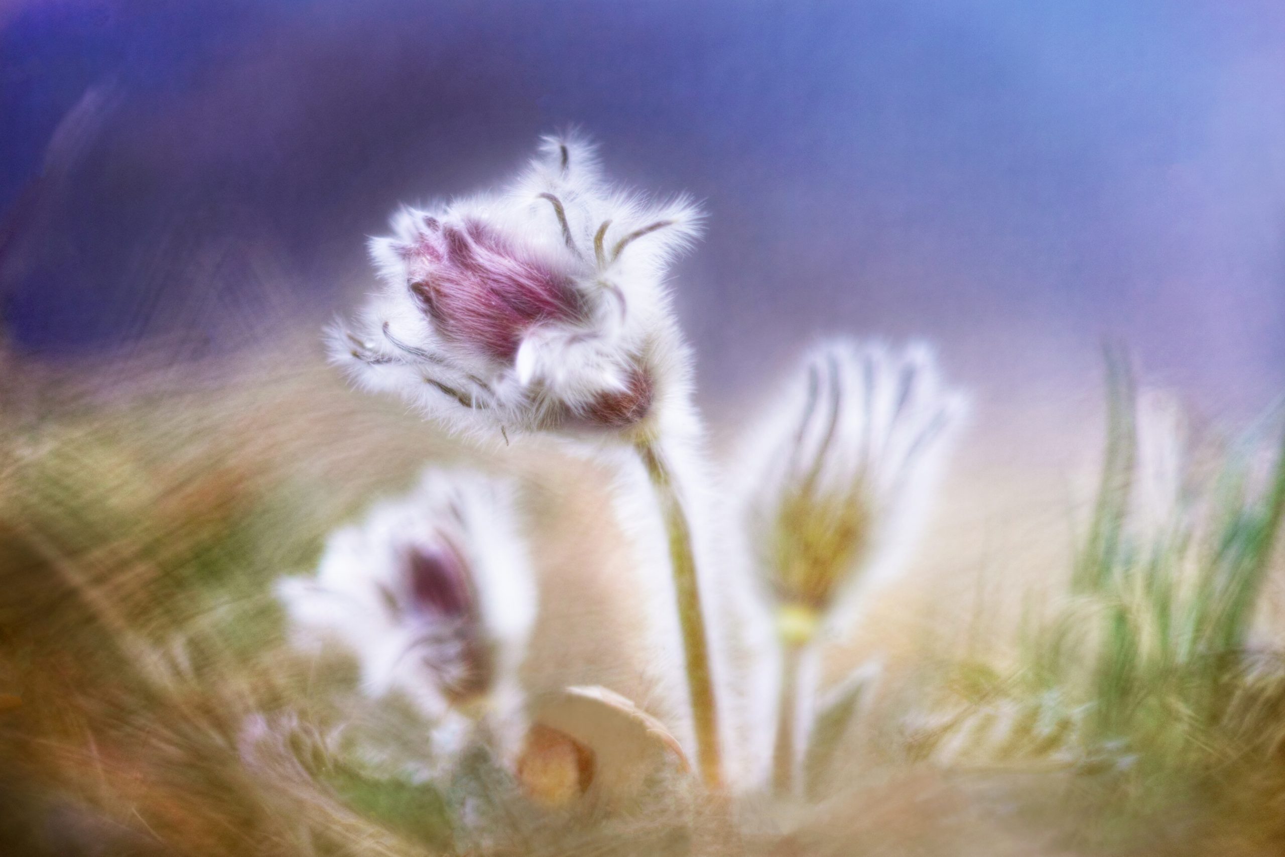 Francesco Galifi SDIM0419