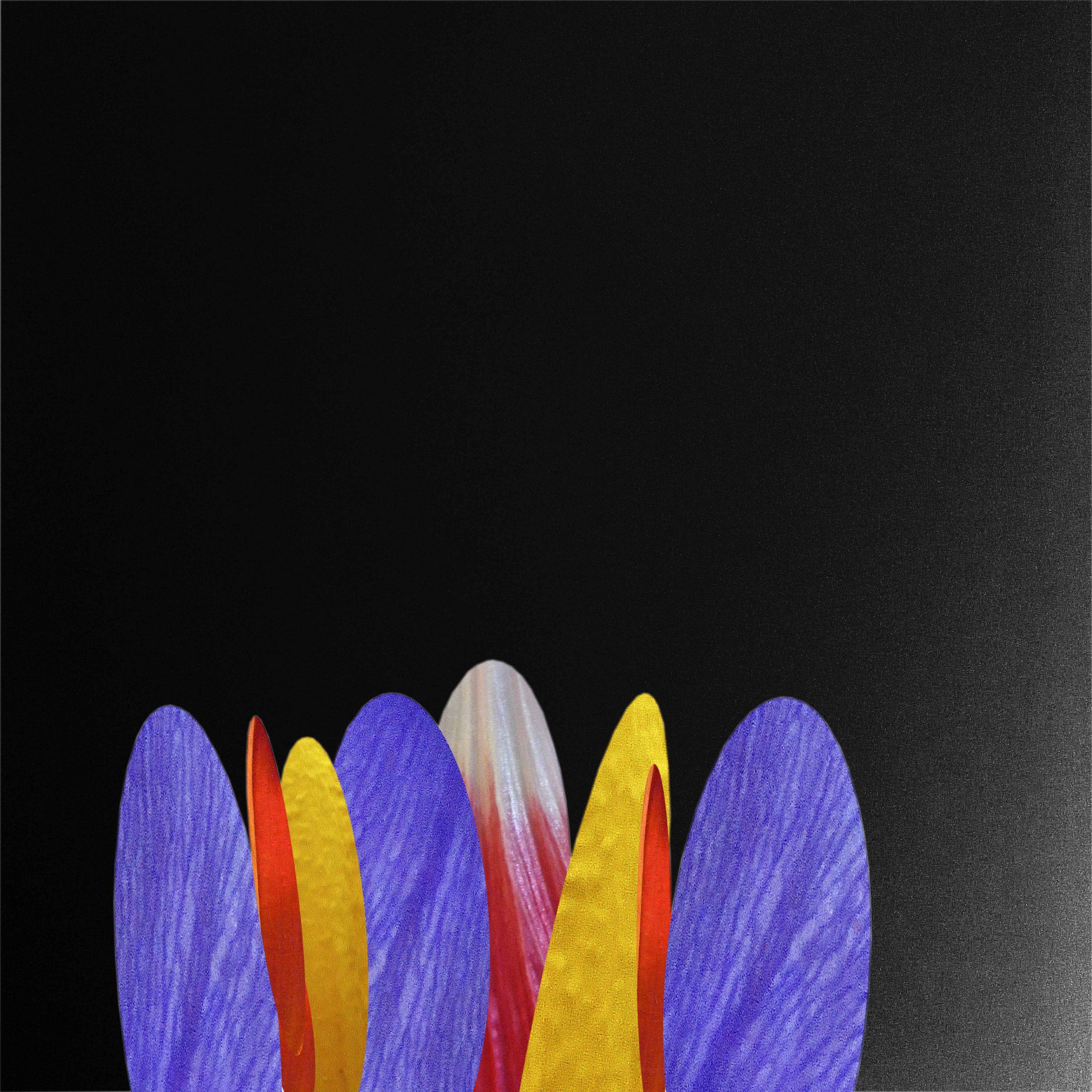 Guido Alimento, Flowers