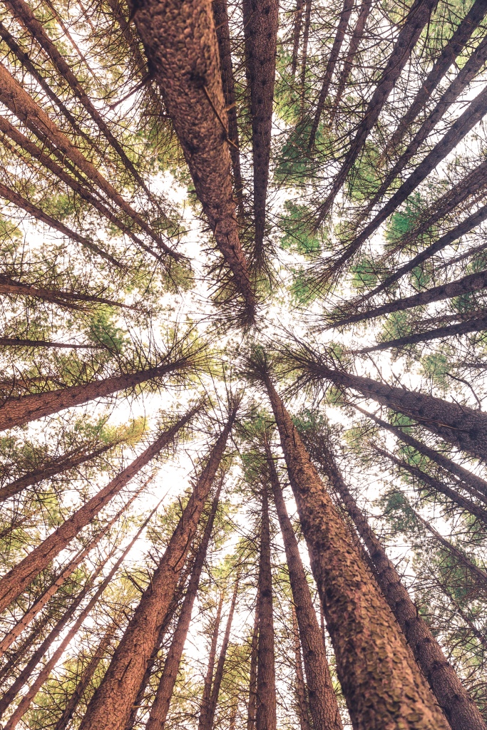 La Mia Terra concerto