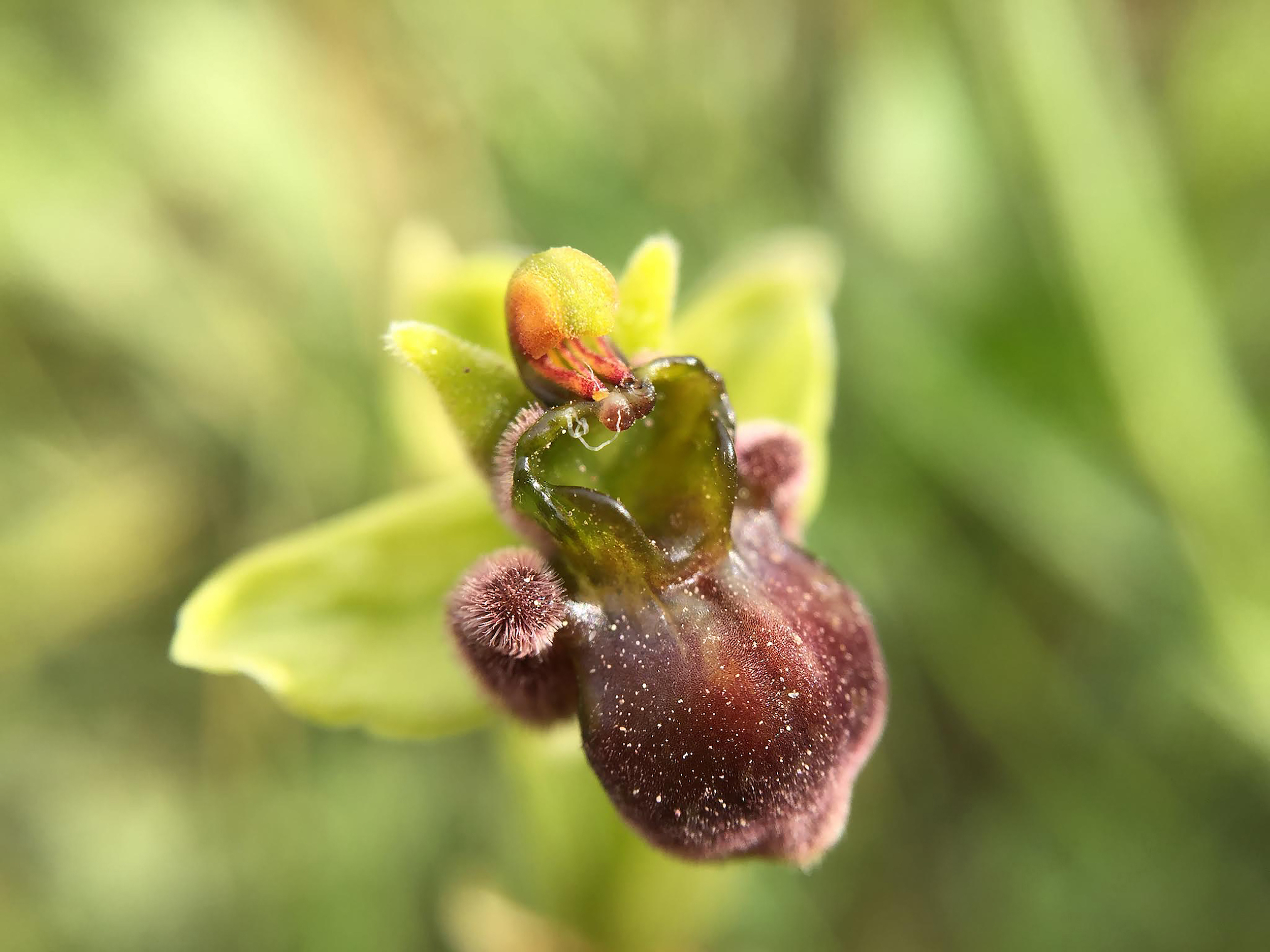 Mambo 28 Marzo- Ophrys Bombyflora Fori Romano