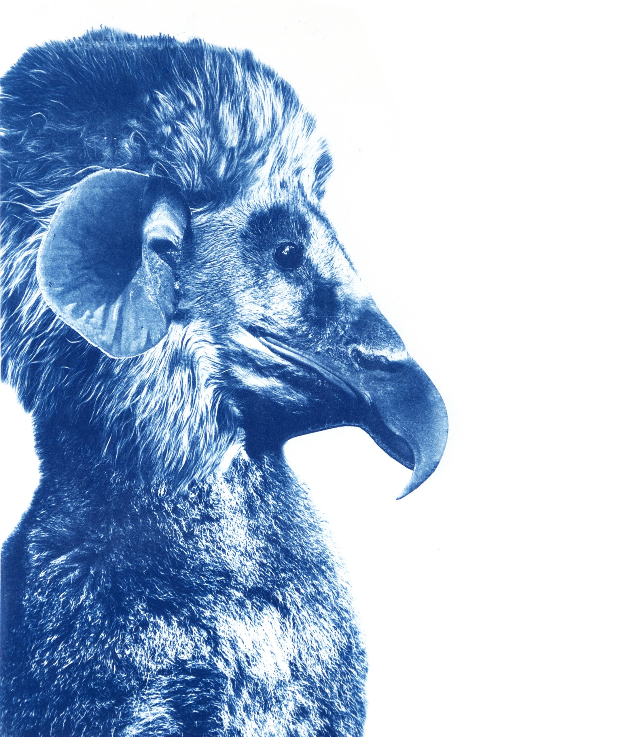 Teriomorfo, Cianotipia