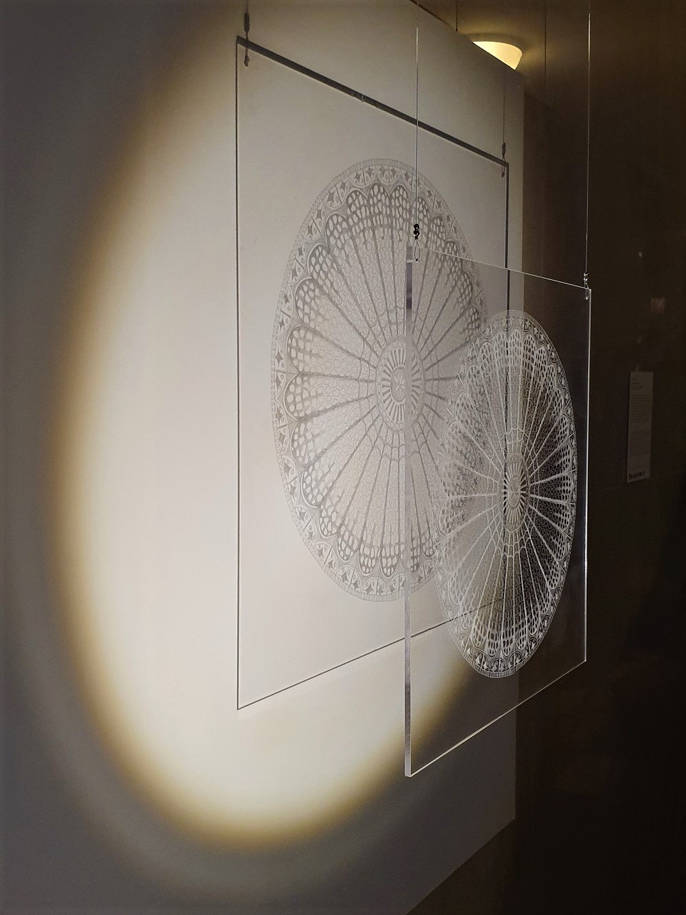 diatomea centrica_daniela di maro_OK