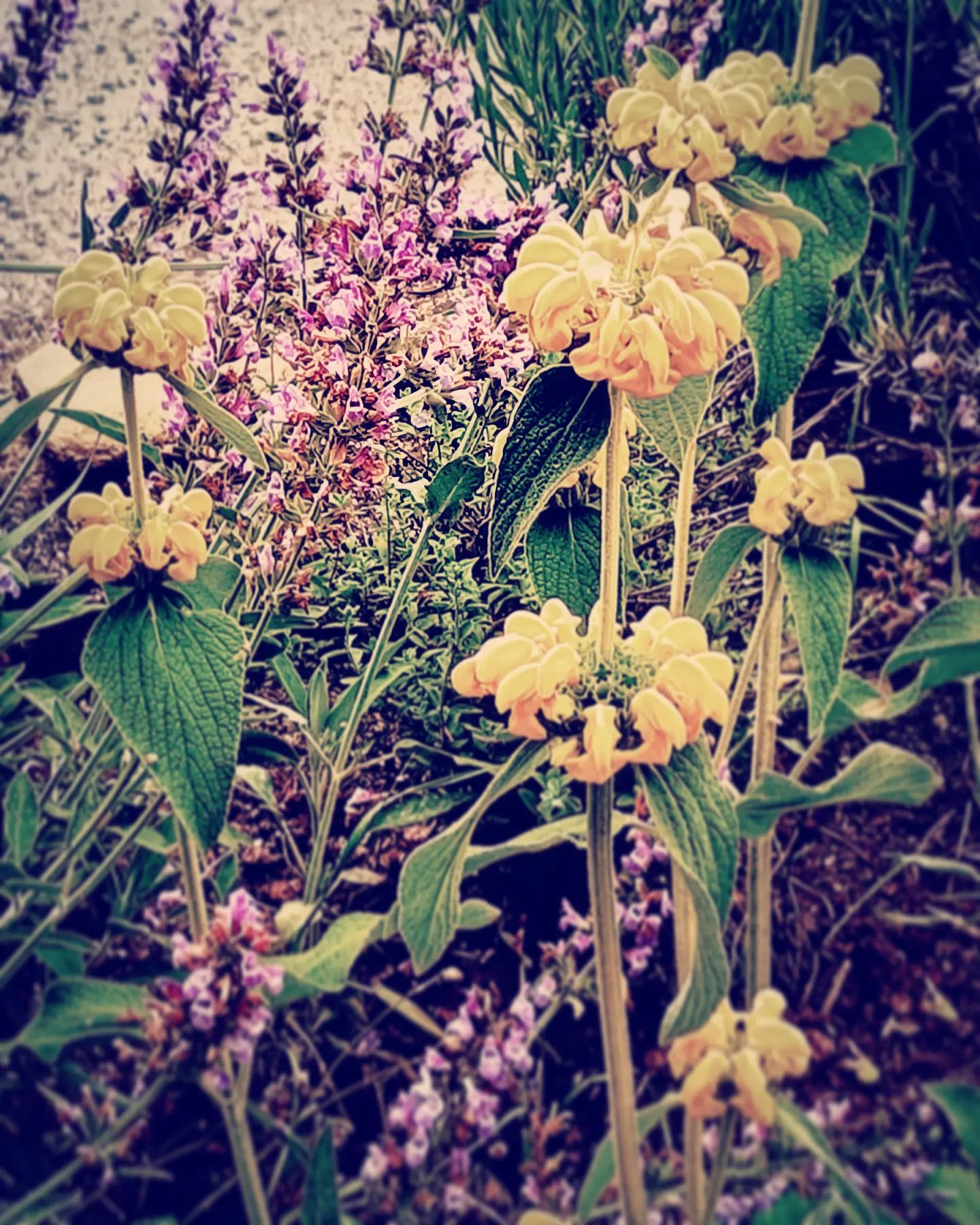 #giardinodicasa di Marco Vincenzi