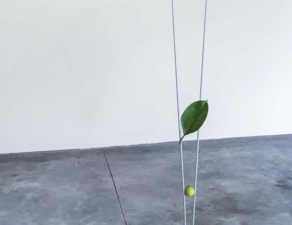 niccolò de napoli .