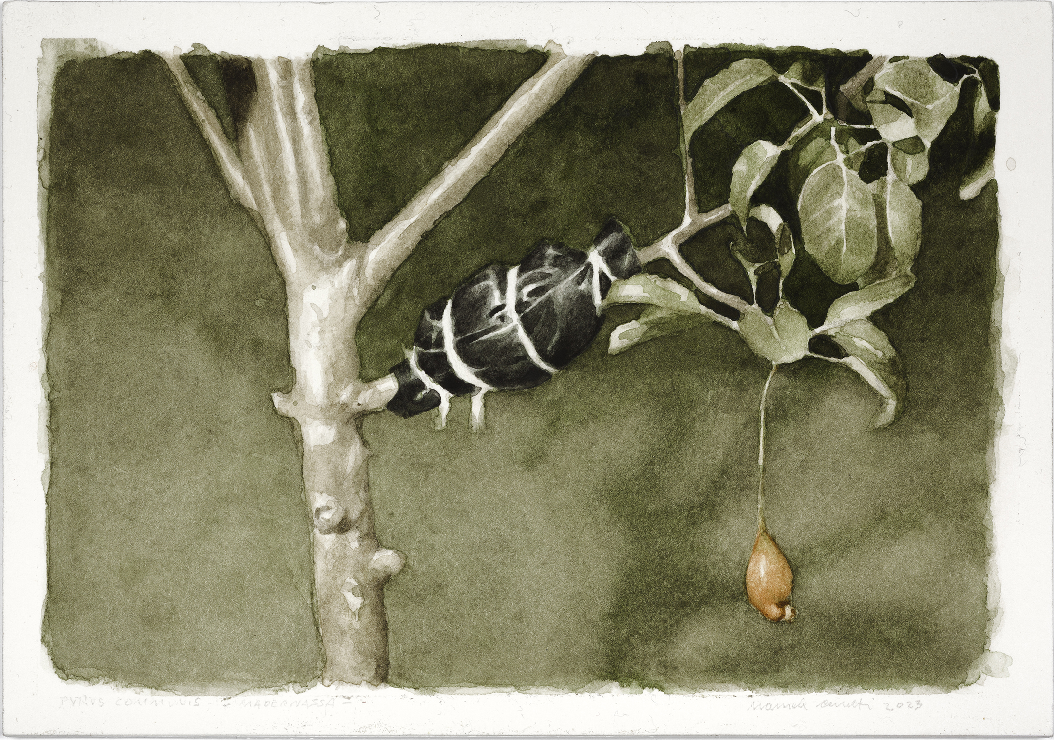 per newsletter cerutti